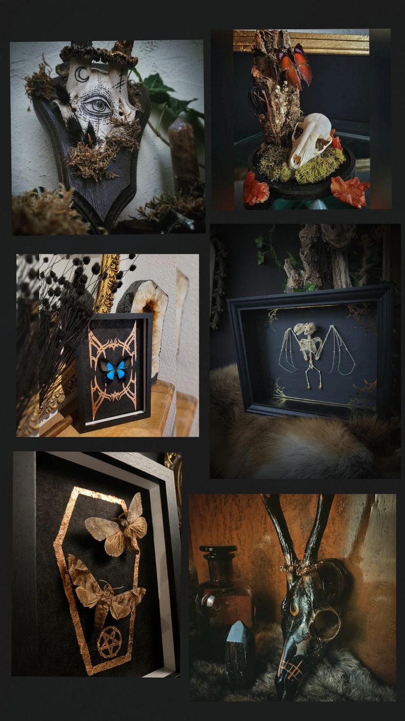 May include: A collection of framed taxidermy pieces featuring butterflies, moths, and a bat skeleton. The frames are black with gold accents and the backgrounds are black velvet. The pieces are displayed on a variety of surfaces, including wood, fur, and stone.