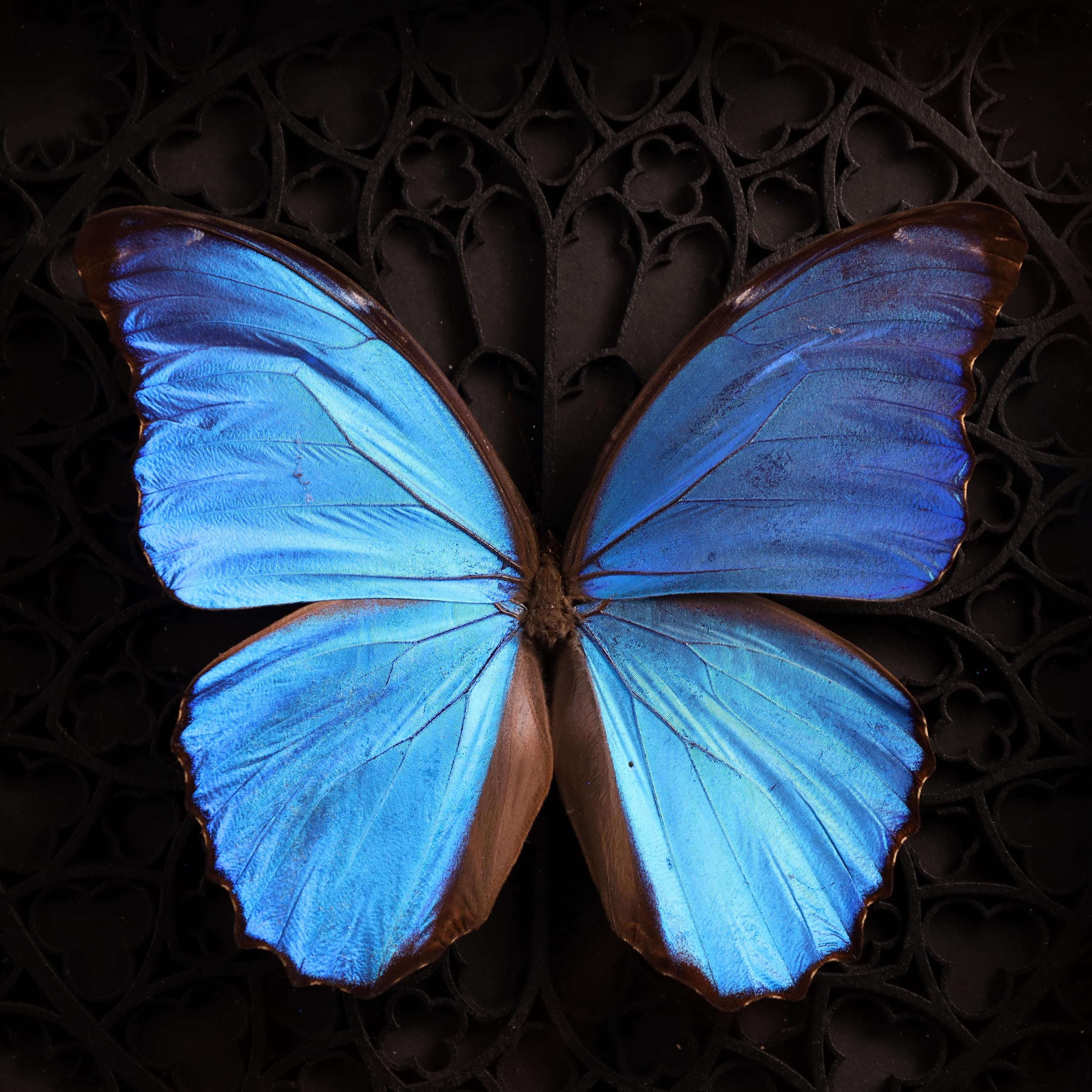 Real Morpho Godarti Butterfly in a 3D Frame With a Gothic Design
