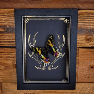 Può includere: Un esemplare di farfalla incorniciato. La cornice nera circonda uno sfondo nero con una farfalla e corna dorate. La farfalla ha ali nere, gialle e iridescenti. La cornice è su una superficie di legno.