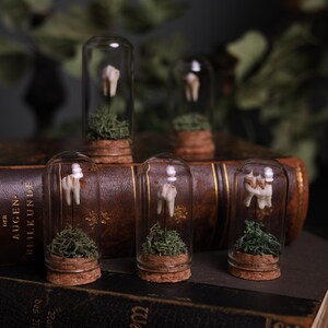 May include: Five small glass jars with cork tops, each containing a single tooth and green moss. The jars are arranged on an old, leather-bound book.