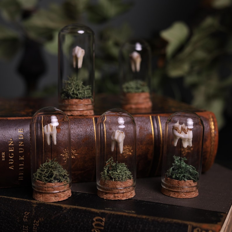 May include: Five small glass jars with cork tops, each containing a single tooth and green moss. The jars are arranged on an old, leather-bound book.