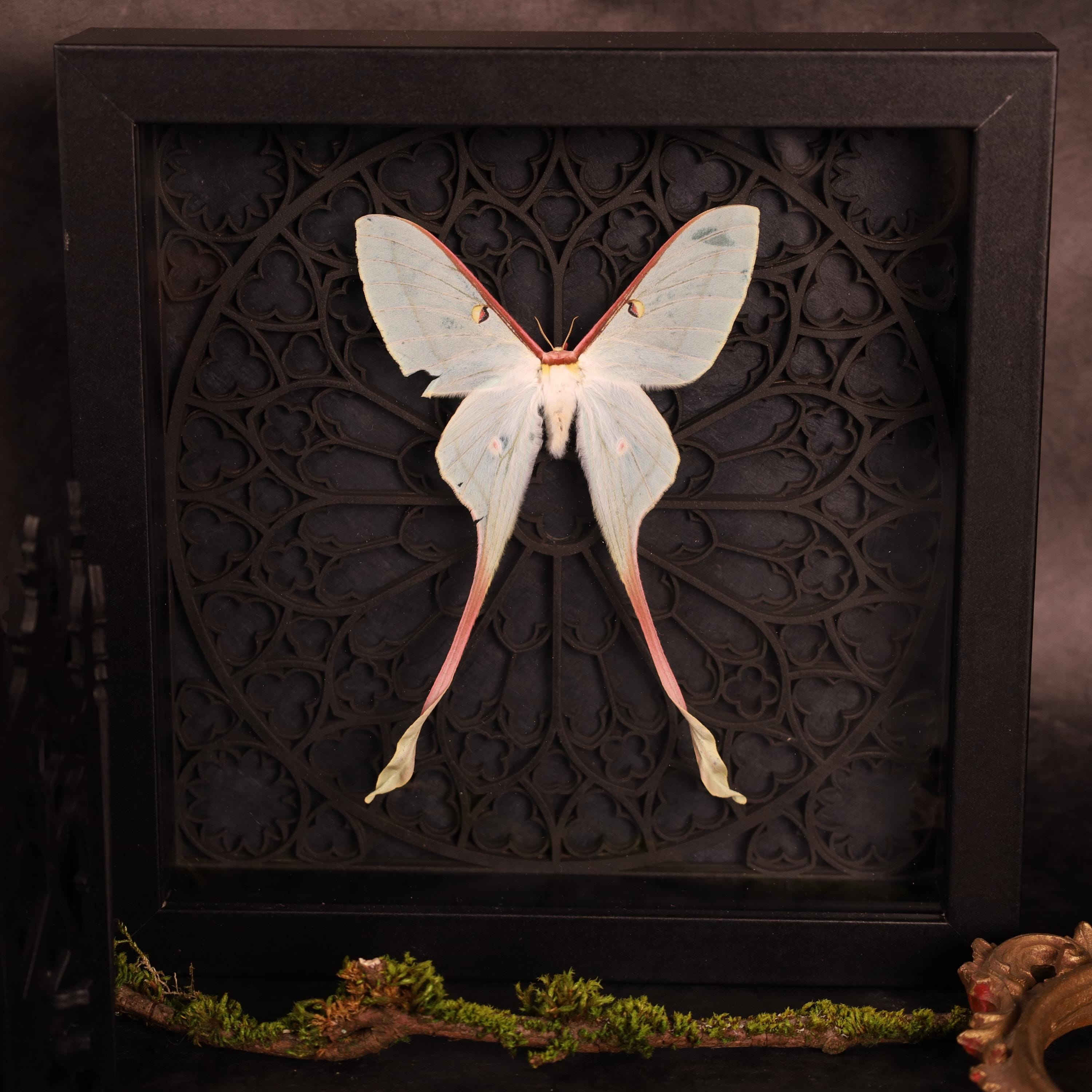Actias dubernardi - Etsy 日本