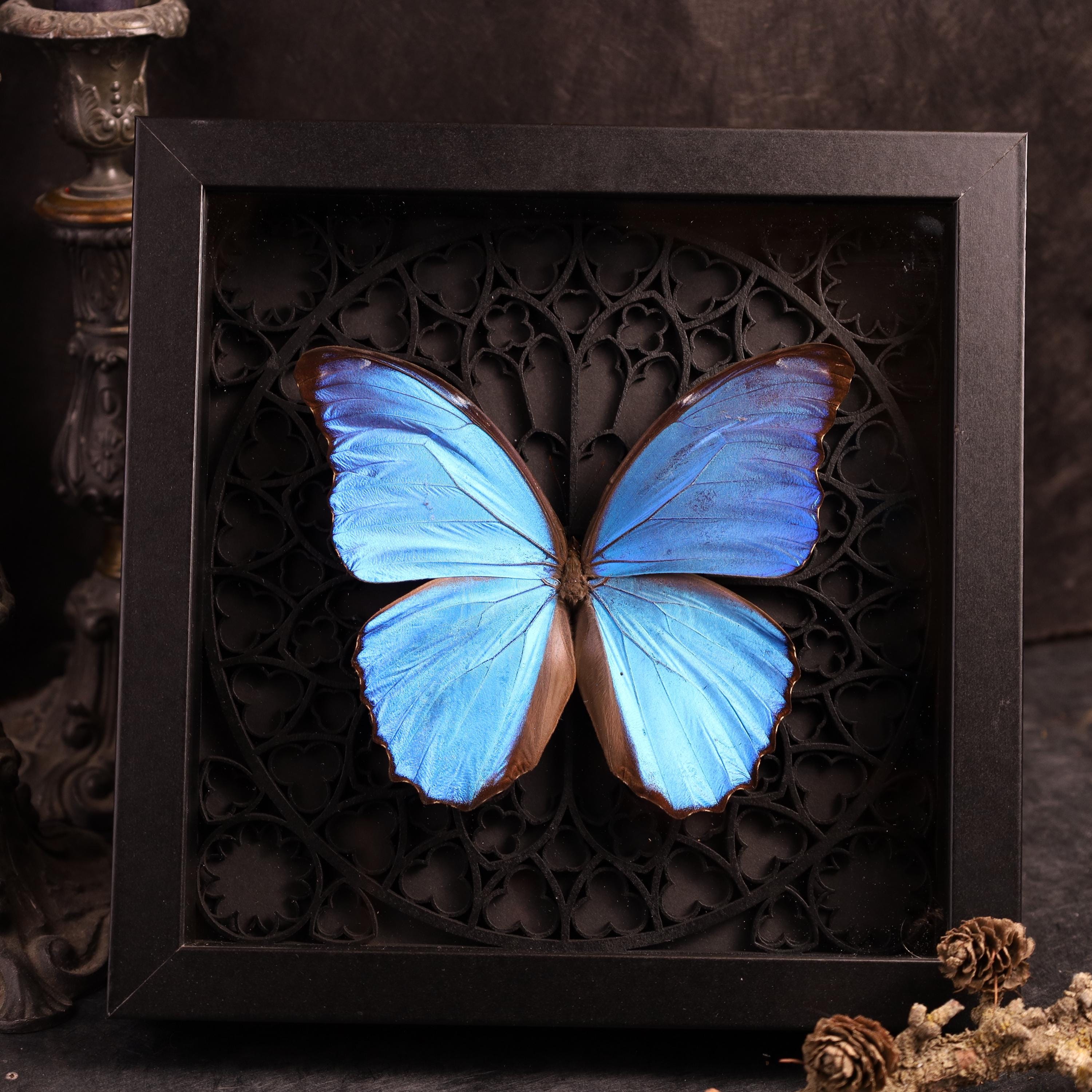 Real Morpho Godarti Butterfly in a 3D Frame With a Gothic Design