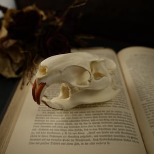May include: A white animal skull with brown teeth, resting on a page of an old book. The skull is a decorative item for a gothic or macabre aesthetic.