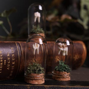 May include: Three glass jars with cork stoppers, each containing a single tooth and green moss. The jars are sitting on top of a brown leather-bound book with German text.