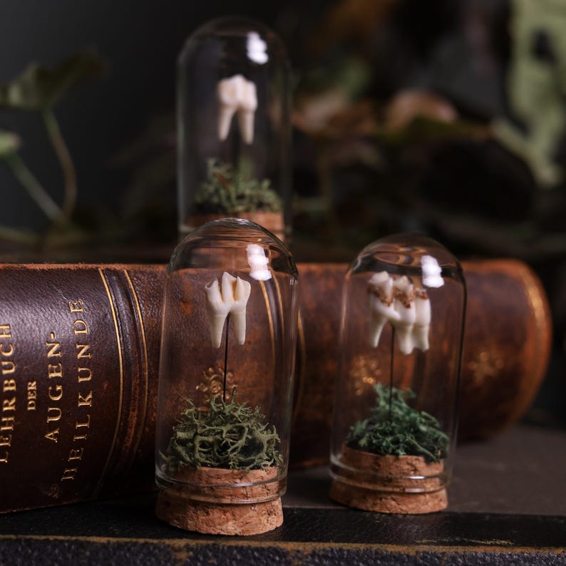 May include: Three glass jars with cork stoppers, each containing a single tooth and green moss. The jars are sitting on top of a brown leather-bound book with German text.