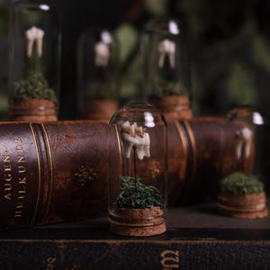 May include: A collection of small glass jars with cork tops, each containing a single tooth and a small amount of green moss. The jars are arranged on a brown leather-bound book with the title "Augen-Heilkunde".