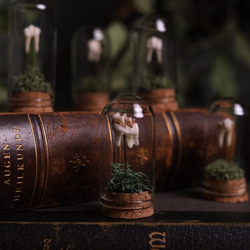 May include: A collection of small glass jars with cork tops, each containing a single tooth and a small amount of green moss. The jars are arranged on a brown leather-bound book with the title "Augen-Heilkunde".