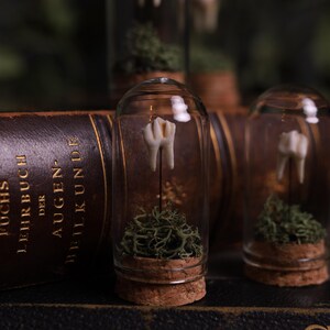 May include: A close-up of a tooth preserved in a glass jar with a cork stopper. The jar is filled with green moss and the tooth is mounted on a small black pin. The jar is sitting on a brown leather-bound book.