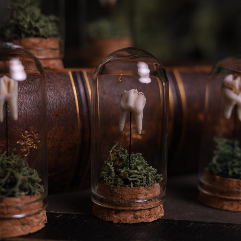 May include: A human tooth is displayed in a glass dome with a cork base. The tooth is mounted on a wire and surrounded by green moss. The dome is sitting on a brown leather-bound book.