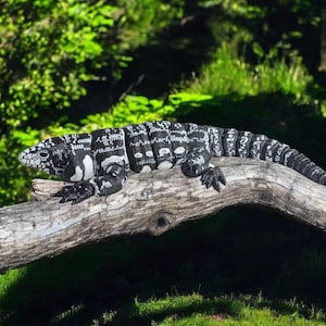 May include: A black and white lizard with white spots is perched on a branch. The lizard has a long tail and is resting on the branch with its head turned to the side.
