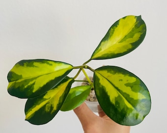 US Seller- Hoya Diversifolia Maharani Variegata VERY Rare - Pick