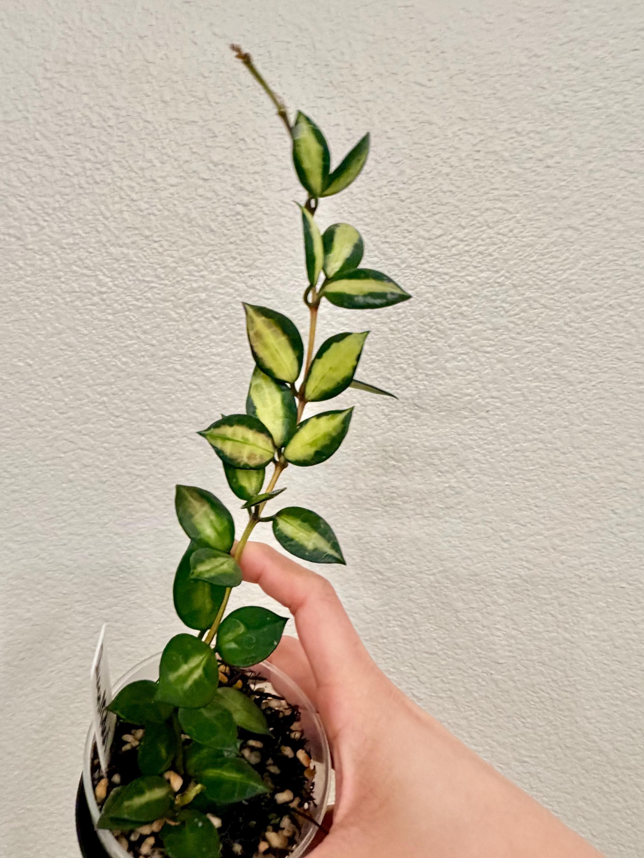 Hoya Lacunosa Queen Midori - Etsy