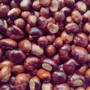 Conkers,Dried Conkers,Buckeye Horse Chestnut,Lucky,Success,Freshly Picked For Decoration And Crafts,Home Decor,Wreaths,Spider/Moth Deterrent