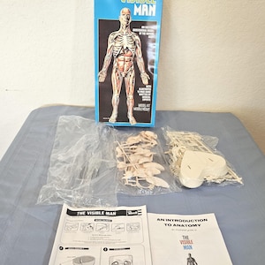 Visible Man Model - Etsy