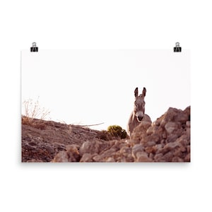 Donkey at Lake Mead