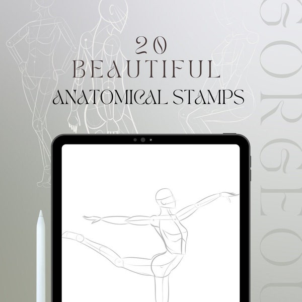 Anatomical proportion stamps procreate bundle 20 woman