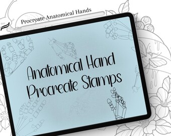 Anatomical Hand proportion stamps procreate, drawing guide, hand drawing, digital drawing guide, anatomical hand drawing