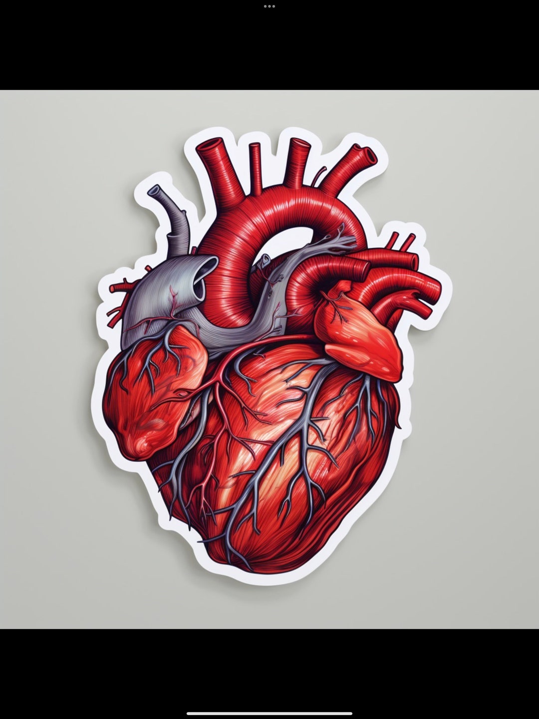 Anatomical Heart Sticker Anatomical Sticker Sticker Heart Etsy