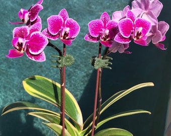 Orchid phalaenopsis phal Chia E Yenlin. Variegated. Live plant. Blooming size.in low spike.