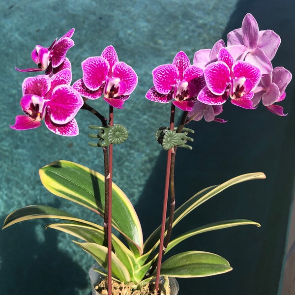 Orchid phalaenopsis phal Chia E Yenlin. Variegated. Live plant. Blooming size.in low spike.