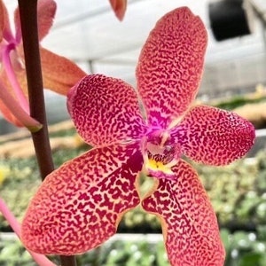 Orchid renanthopsis Ren. Renanthera Kalsom Phalaenopsis phal. Taisuco Desirous phal. Taiwan Diamond. Live plant. image 1