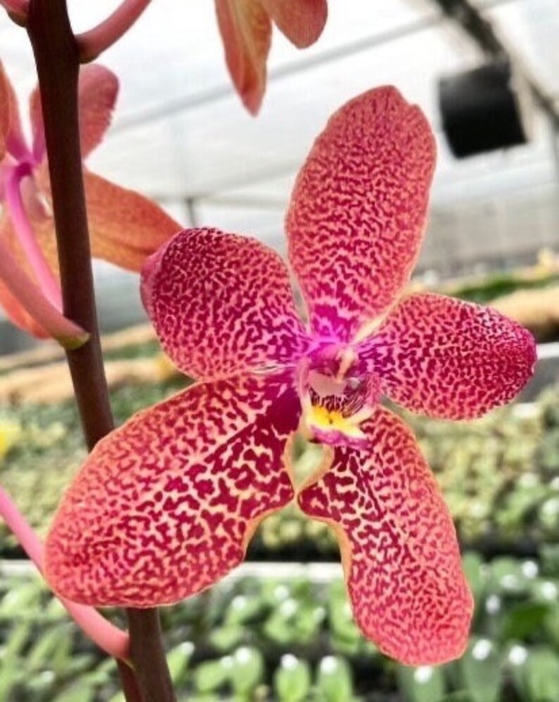 Orchid renanthopsis Ren. Renanthera Kalsom Phalaenopsis phal. Taisuco Desirous phal. Taiwan Diamond. Live plant. image 1