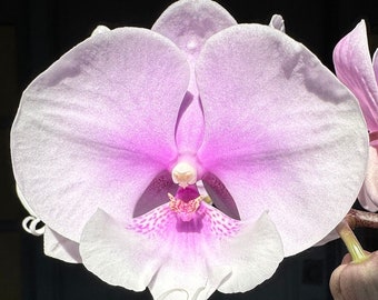 Orchid Phal (Yu Pin Easter Island × Fusheng's Bridal Dress) × Taida New Luchia. Big Lip. Live plant. Blooming size, OUT of bloom.