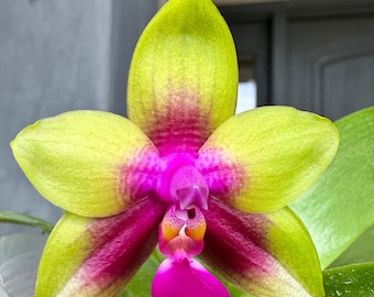 Orchid phalaenopsis phal Miki Mok Choi Bear Queen '774'. Fragrant. Live plant. Blooming size.