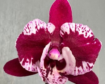 Orchid Phalaenopsis Phal SKB Black Lace. Big Lip. Live plant. Blooming size. In spike, blooming.