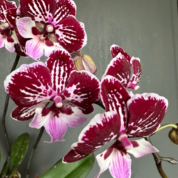 Orchid Phalaenopsis Phal Miki Lord. Harlequin. Big Lip. Live plant. Blooming size. In spike, blooming.