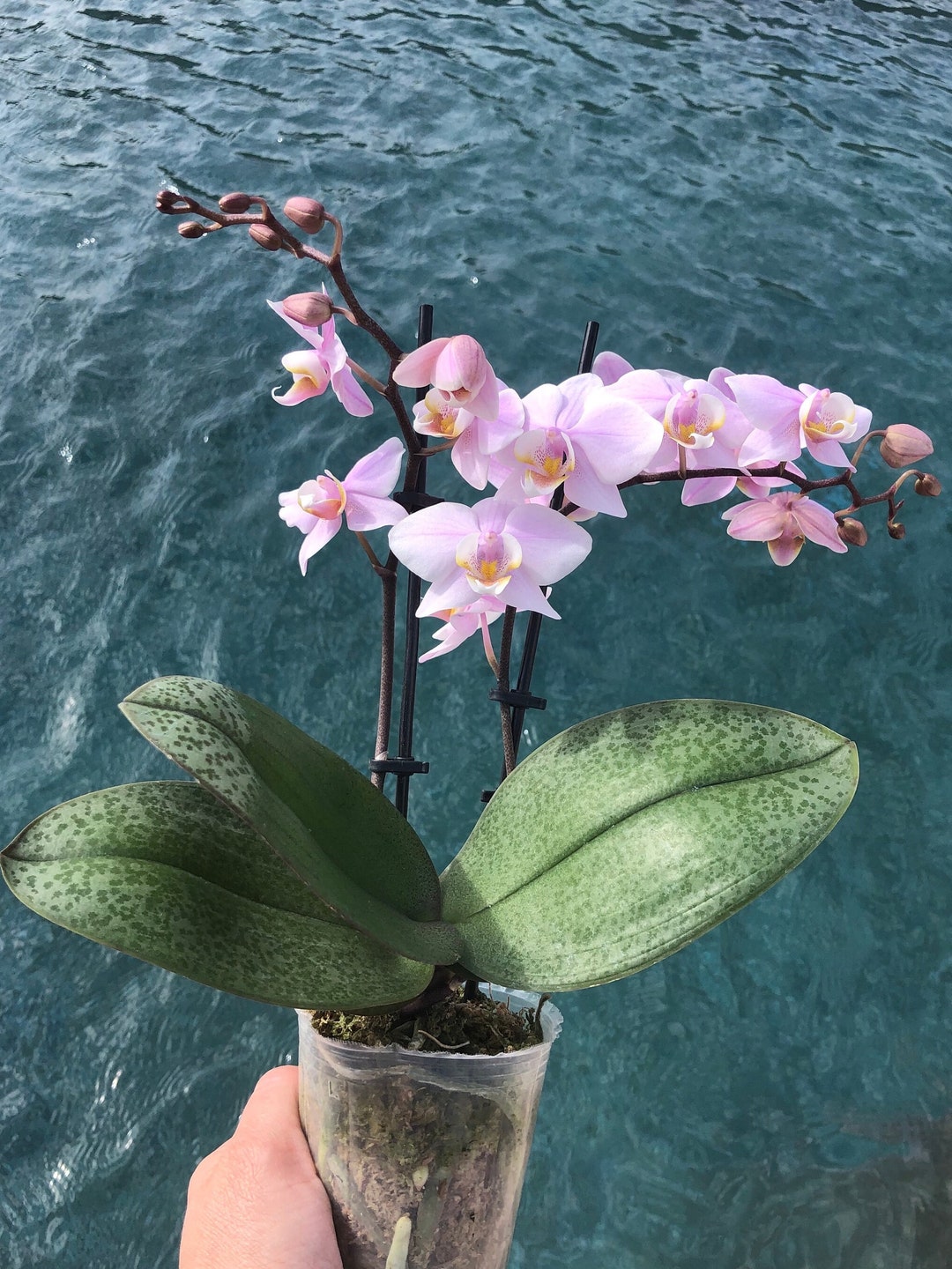 Orchid Phalaenopsis Phal. Pinlong Cheris. Mottled Leaves. Fragrant ...