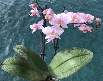 Orchid Phalaenopsis Phal. Pinlong Cheris. Mottled Leaves. Fragrant. Near FS. Live plant.