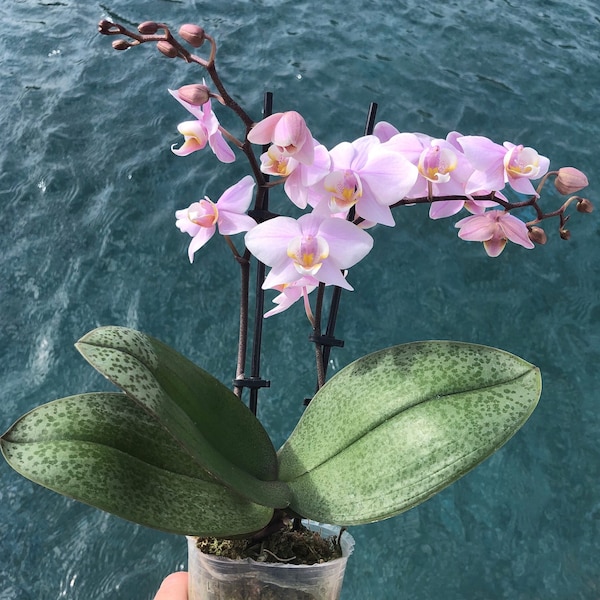 Orchid Phalaenopsis Phal. Pinlong Cheris. Mottled Leaves. Fragrant. Near FS. Live plant.