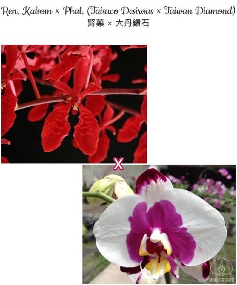 Orchid renanthopsis Ren. Renanthera Kalsom Phalaenopsis phal. Taisuco Desirous phal. Taiwan Diamond. Live plant. image 4