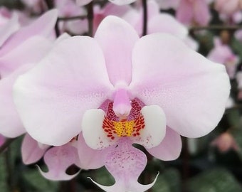 Orchid phalaenopsis phal schilleriana 'MSH'. Fragrant. Mottled Leaves. Species. Live plant.