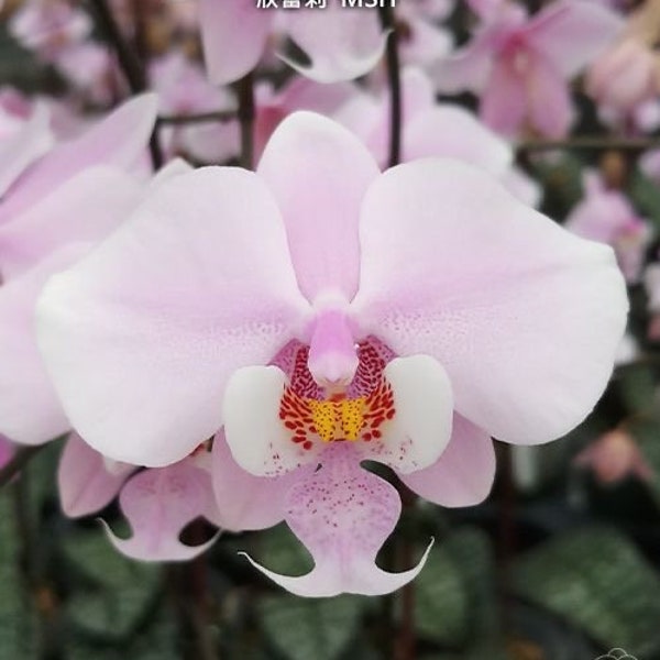 Orchid phalaenopsis phal schilleriana 'MSH'. Fragrant. Mottled Leaves. Species. Live plant.