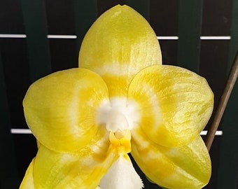 Orchid phalaenopsis phal Yaphon Christmas ‘860’. Fragrant. Live plant. First Blooming size.