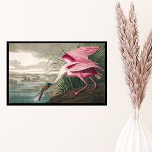 John James Audubon "Roseate Spoonbill" Extremely Rare Print; Painting 1836; Printable Art, Digital Art, Wall Art, Audubon Art; Bird Art