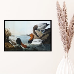 John James Audubon "Canvas Backed Duck" Extremely Rare Print; Painting 1836; Printable Art, Digital Art, Wall Art, Audubon Art; Bird Art