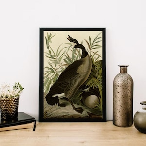 John James Audubon "Canada Goose" Extremely Rare Print; Painting 1836; Printable Art, Digital Art, Wall Art, Audubon Art; Naturalist Art