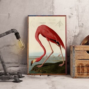 John James Audubon "American Flamingo" Extremely Rare Print; Painting 1836; Printable Art, Digital Art, Wall Art, Audubon Art; Naturalist