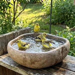 May include: A stone bird bath with a rough, textured exterior and a smooth, rounded basin filled with water. Three small, bright yellow birds with dark wing markings are inside the basin, with one perched on the rim and two splashing in the water.