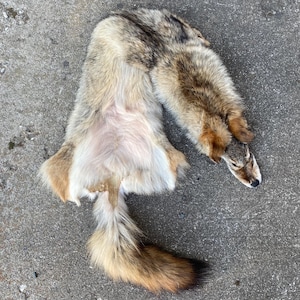 Coyote Pelt Wallhanger