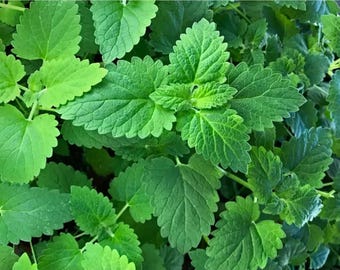 Cat Treats, Fresh Picked Catnip, Feline Lovers Gifts, Resealable Bag, Organic