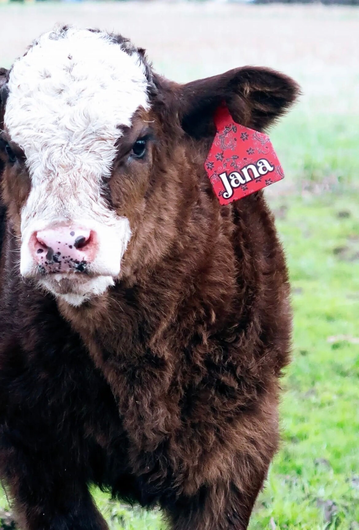 Custom cattle ear tags personalized livestock stockman z2 etsy