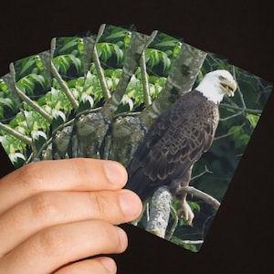 Bald Eagle Just Chillin Poker Cards Game Gift , Summer Holiday Gift