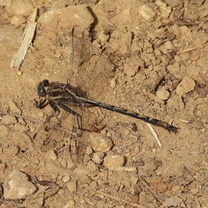 Damselfly Digital Print: ALLEEN DIGITALE DOWNLOAD