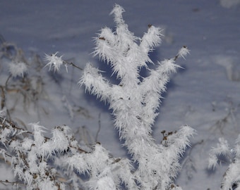 Digital Print, Wisconsin Freezing Fog Photography, Rime Ice Photograph: DIGITAL DOWNLOAD ONLY