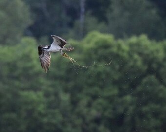200 gsm, Premium Semi-Glossy Paper Poster : Osprey Catching Sunfish on Wisconsin Lake